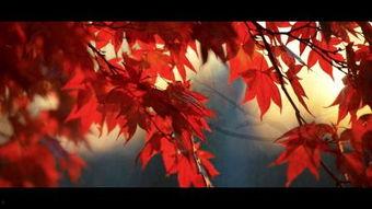 冬之蝉在线观看,冬日里的温暖旋律，在线观看感动瞬间  第2张